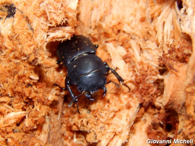 Dorcus parallelepipedus, Lucanidae